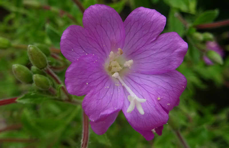 Epilobium hirsutum / Garofanino dacqua